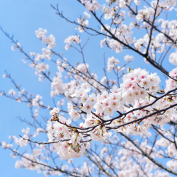 Consultations YiJing et BAzi à Aubenas