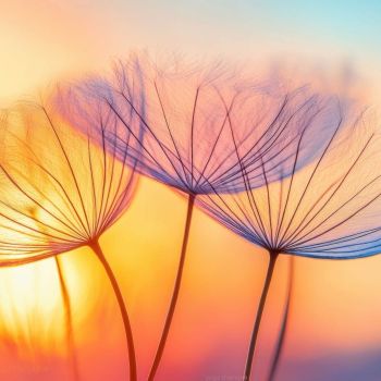 3 fleurs légères symbole du Cercle yoga-thérapeutique Nantes