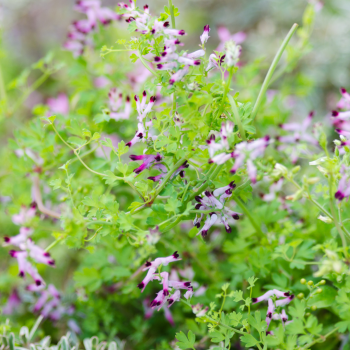 Atelier balade herbes sauvages Nantes et Aubenas