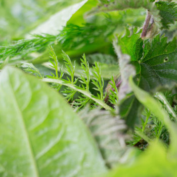 Ateliers herbes sauvages médicinales Nantes et Aubenas