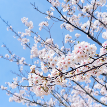 Consultations YiJing et BAzi à Aubenas