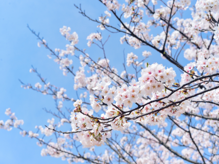 Consultations YiJing et BAzi à Aubenas