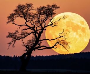 Sanatana Dharma la Loi éternelle de la tradition védique Les Ateliers du Bien Etre