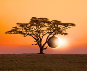 Une éclipse solaire derrière un arbre