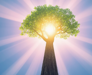 Arbre allant vers le soleil à l'image de l'énergie jaillissante de juin
