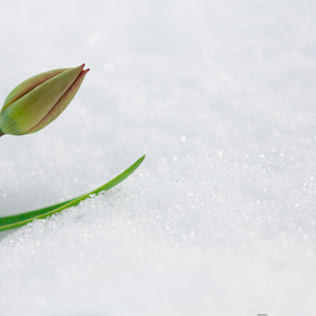 Energie du mois de Janvier 2026 Ba zi et Yi Jing
