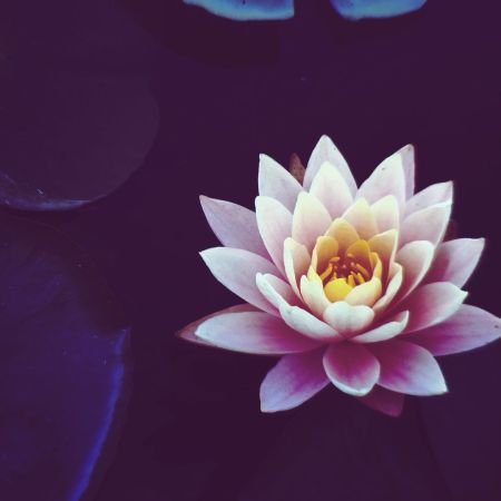 Fleur de Lotus symbolisant la force de la concentration