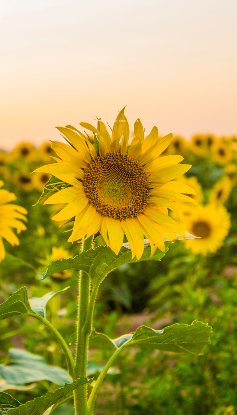 Tournesol sous le soleil d'août symbolisant le Singe de Feu yang